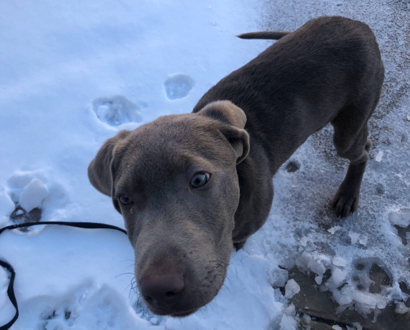 dog in park near northglenn or thornton